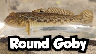 Catching Invasive Micros | Round Goby | Illinois Microfishing