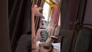 Unbelievable Kung Fu Cat Fights: See the Hilarious Battle! #shorts #cats cat