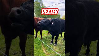 Býk DEXTER 🐮 mini skot #homestead #cow #minicow #farming #villagelife