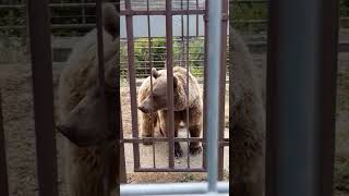 #bär#Bär im Zoo Bärenhof