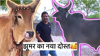 झूमर से मिला नया कांक्रेज नंदी😱😱#baawalechorevlogs #kankarejcows #jhumar #dailyvlog #cowvlog