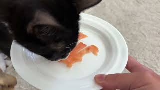 feeding my cat overlords a salmon snacky snack