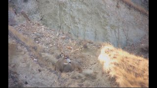 A 209" Mule Deer DODGED my arrow!  Once in a lifetime opportunity