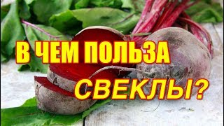 В чем польза СВЕКЛЫ  Полезные свойства СВЕКЛЫ