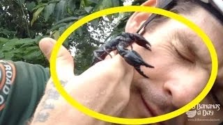 Scorpion kisses me on the cheek