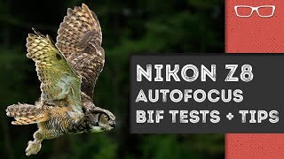 How did the Nikon z8 Autofocus perform with Birds in Flight?