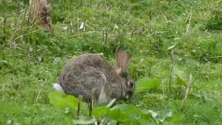 Wild Rabbits grazing