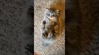 adorable kitten