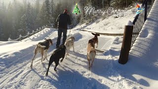 OUR WINTER WONDERLAND | Skiing with 5 hounds | Winter in BC | Merry Christmas!