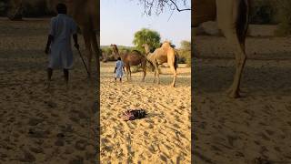 A black camel  #shorts  #shortvideo  #youtubeshorts