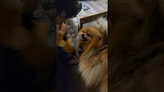 Dogs playing with Freddy Fazbear plush 🐶🧸 #pets #dogs #chowchow #pomeranian