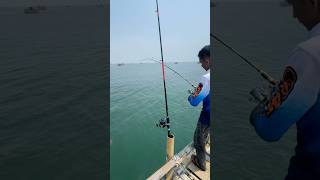 Jackpot menarik babon dahsyat nya #mancing #fishing #mancingmaniamantap #ikan #vidioshort #shorts