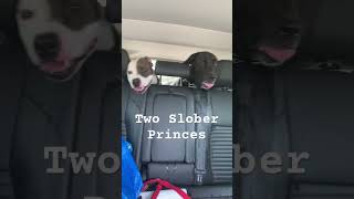 Two Slobber Princes 🐶🐕‍🦺😀 #dog #funnyshorts #funnyvideo #lol #funny #shorts #cute #cutedog #dogs