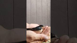 Baby swallow, Малыш ласточки. #short #shorts #feeder #save #bird #birds #swallows #птицы #ласточки