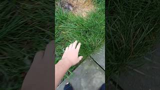 Pov me whenever I try touch grass #fortnite #grass #shorts