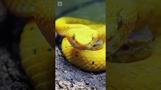 Eyelash Viper - The Snake with Eyelashes! 😱