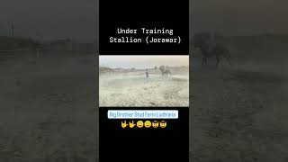 #horse #horses #horseriding #horselover #horseracing #shorts #viral #video