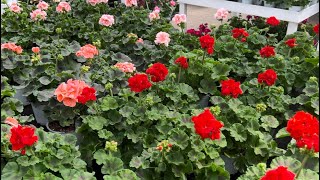 📢Almanya’da 🇩🇪Çiçek Serası ve fiyatları SARDUNYALAR,KÜPELİLER,SUKULENTLER #almanya #garden#plants