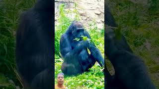 No Manners Need it if you're a #gorilla #animals #viralvideo #shorts