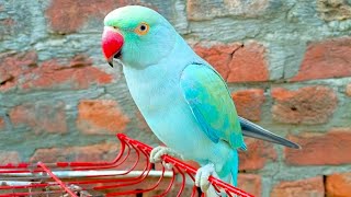 Blue parrot talking voice parrot🦜