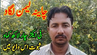 How to grow lemon tree | china lemon| grow and care of lemon| Murad Ali Rehmani