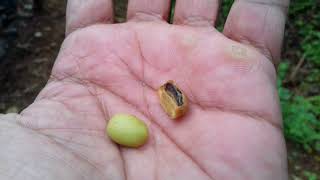 Coffee Bean Tree in Adalure Hill