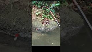 Mancing ikan hias di sungai #mancing #fishing #mancingchanalimbata