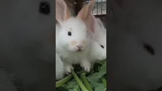 lucu sekali muka kelinci ini #rabbit #kangdul