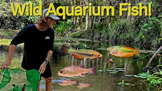 I Found So Many Aquarium Fish In This Australian Creek!