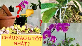 Những cây Lan Hồ Điệp phục hồi giờ ra sao ? Cách chọn chậu Lan | Phalaenopsis | Ba Ford