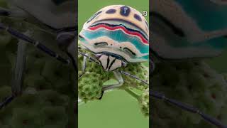 Quick Picasso Bug Facts - An African Masterpiece - Animal a Day #shorts  #animals