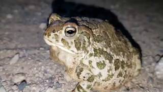 Found a Great Plains Toad!