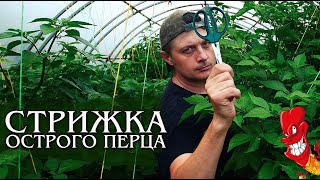 Стрижка кустов острого перца