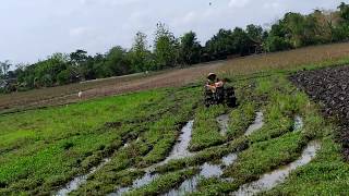 Kerbau besi | tractor segala medan berat ngeluku sawah