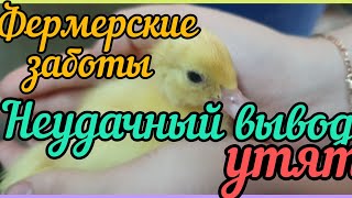 Неудачный вывод утят/Мои пернатые красотки/ Весна, дороги растаили