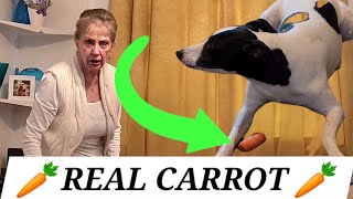 A DOG CAN EAT CARROTS?