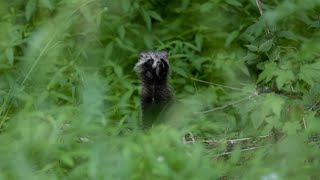 Have you ever seen TANUKI?  #cuteanimals #trailcam