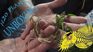 H20 Plants: Unboxing