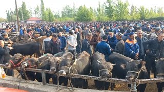 Аввал чорва бозори нархлари