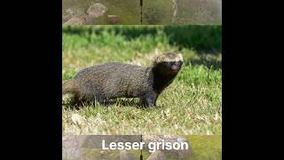 Lesser grison hunt #animals #hunting