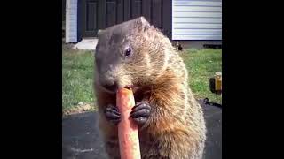 Groundhog eating yummy carrot