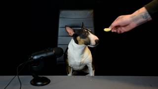 Miniature Bull Terrier Try ASMR - Just for fun