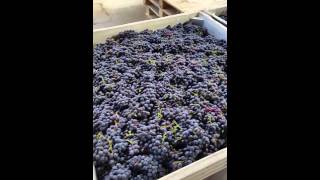 2015 Cinsault