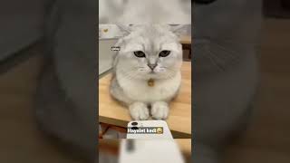 Hayalet kedi🤣 #shorts #viral #tiktok #cute #cat #cats #funny #komik #kedi #funnyvideo #trend #keşfet