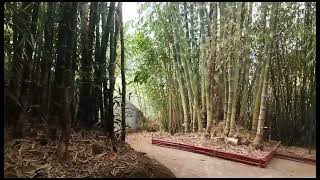 Exploring Bamboo Sanctuary #baguiocity