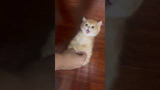 #cat #Funny Moments cat #short