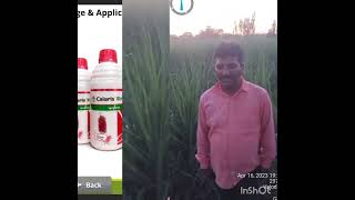 CALARIS XTRA 240 ML +  METRI 30 GM RESULT FOR SUGARCANE CROP.