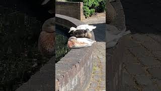 Sleeping Duck 🦢#shortsvideo#sleeping#duck#fyp