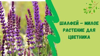 Шалфей –  милое растение для цветника