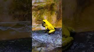 The most toxic frog has a  beautiful singing voice